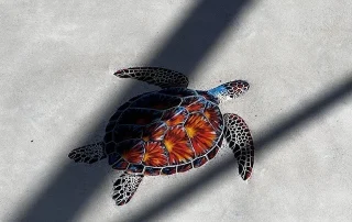 Decorative Concrete Pool Deck with Turtle Design